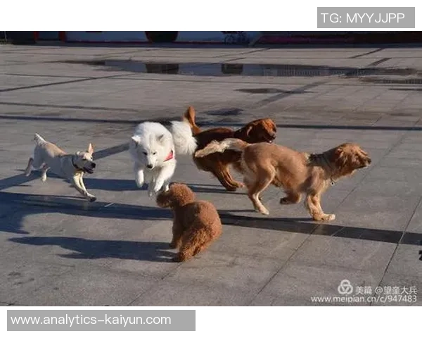 探索QQ宠物足球的乐趣与策略,打造最强宠物足球队 探索QQ宠物足球的乐趣与策略,打造最强宠物足球队